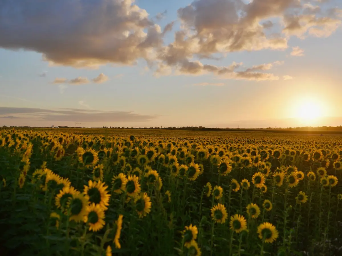 Lote de girasol al atardecer