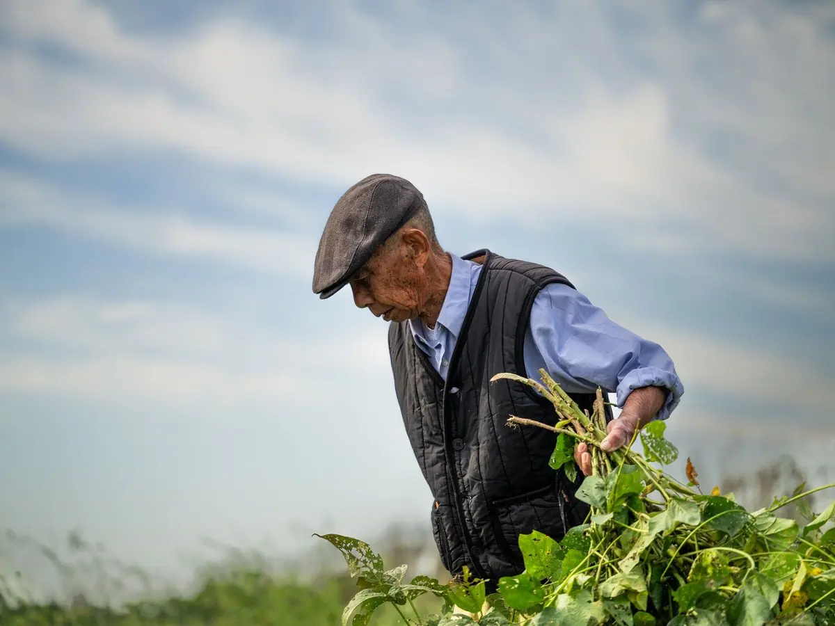 Productor revisando su cultivo